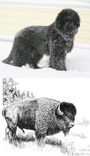 Фото: ньюфаундленд Key to My Heart Midnight Bear