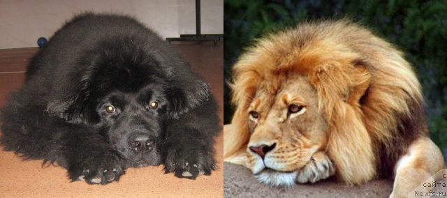 Фото: ньюфаундленд Key to My Heart Midnight Bear