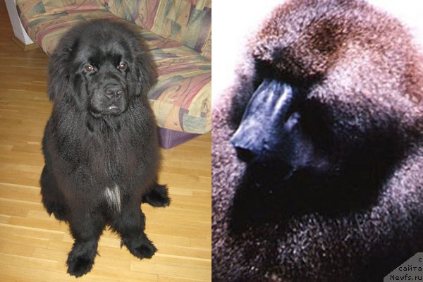 Фото: ньюфаундленд Key to My Heart Midnight Bear