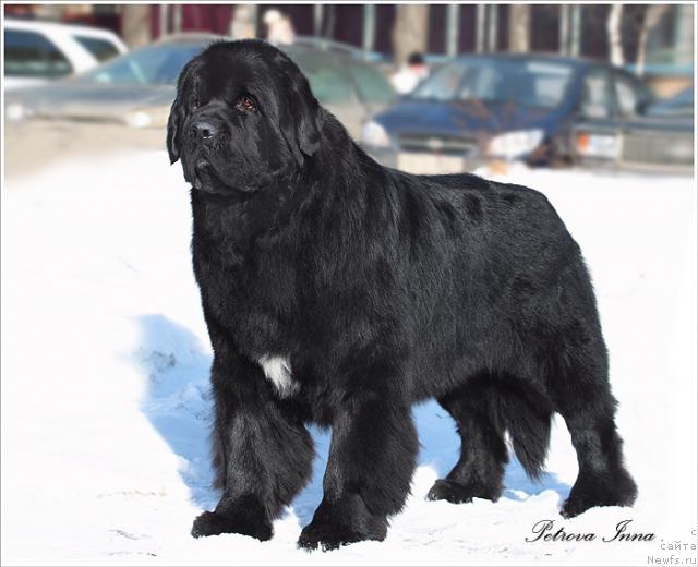 Фото: ньюфаундленд Fiamettahauz Galahat Rytsar' Graalia (Фиаметтахауз Галахад Рыцарь Грааля)