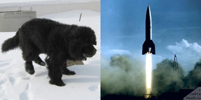 Фото: ньюфаундленд Key to My Heart Midnight Bear