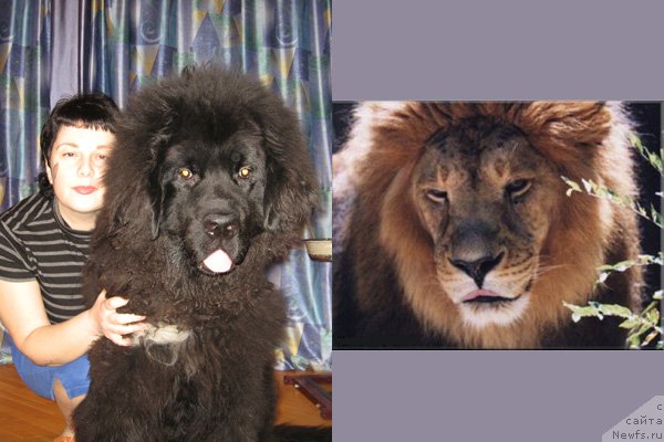 Фото: ньюфаундленд Key to My Heart Midnight Bear