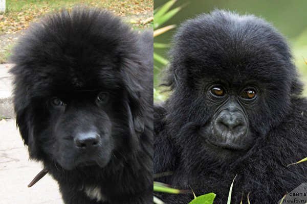 Фото: ньюфаундленд Key to My Heart Midnight Bear