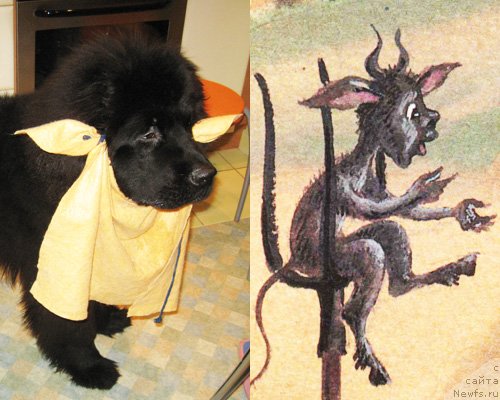 Фото: ньюфаундленд Key to My Heart Midnight Bear