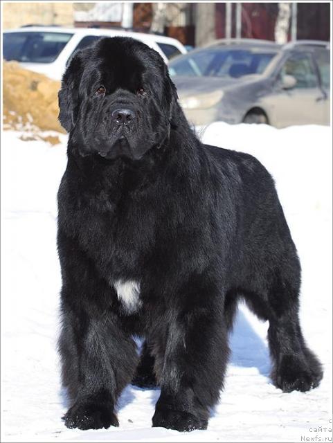 Фото: ньюфаундленд Fiamettahauz Galahat Rytsar' Graalia (Фиаметтахауз Галахад Рыцарь Грааля)