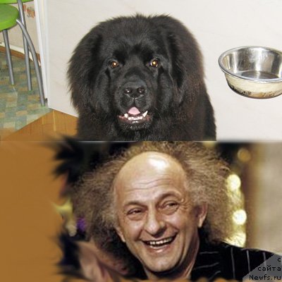 Фото: ньюфаундленд Key to My Heart Midnight Bear