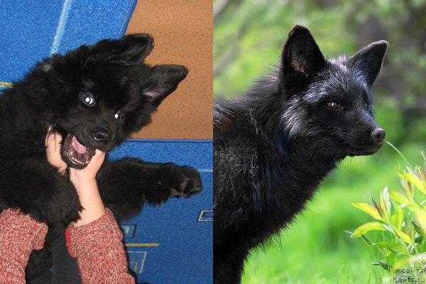 Фото: ньюфаундленд Key to My Heart Midnight Bear