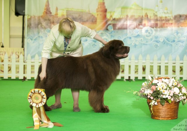 Фото: ньюфаундленд Aquatoriya Kelvin Reds Begin and Win (Акватория Келвин Редс Бегин энд Вин)