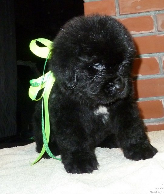 Фото: ньюфаундленд Super Premium Lillihamer (Супер Премиум Лиллихаммер)