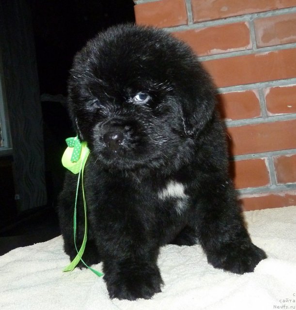 Фото: ньюфаундленд Super Premium Lillihamer (Супер Премиум Лиллихаммер)