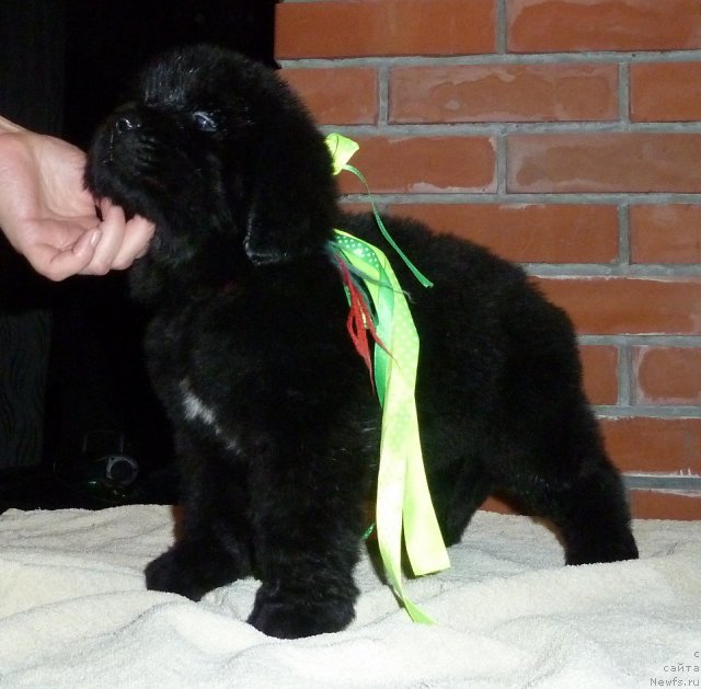 Фото: ньюфаундленд Super Premium Lillihamer (Супер Премиум Лиллихаммер)