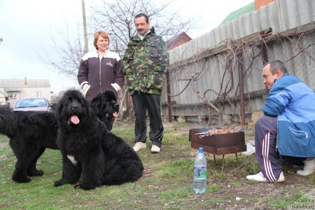 Фото: ньюфаундленд Beguschaya po Volnam Hasta la Vista (Бегущая по Волнам Хаста ла Виста), ньюфаундленд Beguschaya po Volnam Regatta Katti Sark (Бегущая по Волнам Регатта Катти Сарк)