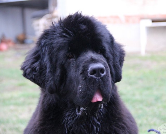 Фото: ньюфаундленд Beguschaya po Volnam Hasta la Vista (Бегущая по Волнам Хаста ла Виста)