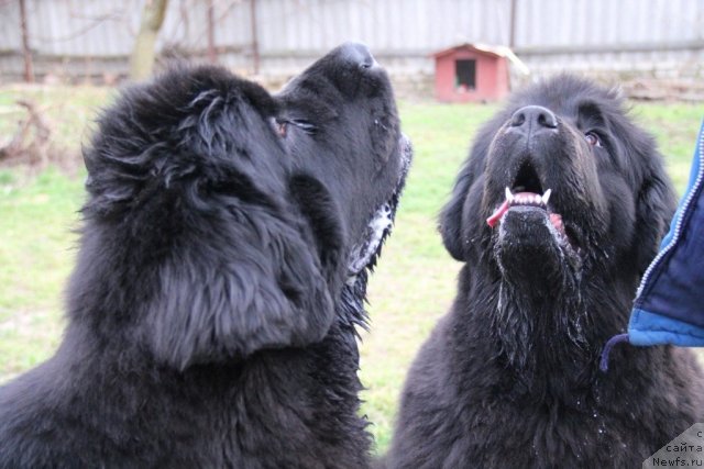 Фото: ньюфаундленд Beguschaya po Volnam Hasta la Vista (Бегущая по Волнам Хаста ла Виста), ньюфаундленд Beguschaya po Volnam Regatta Katti Sark (Бегущая по Волнам Регатта Катти Сарк)