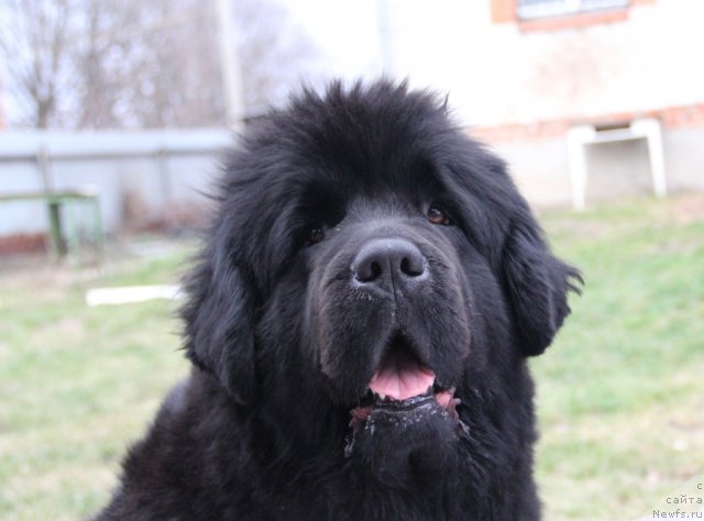 Фото: ньюфаундленд Beguschaya po Volnam Regatta Katti Sark (Бегущая по Волнам Регатта Катти Сарк)