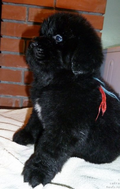 Фото: ньюфаундленд Super Premium Lillihamer (Супер Премиум Лиллихаммер)