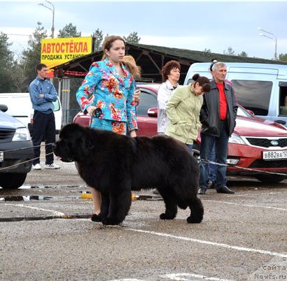 Фото: ньюфаундленд Beguschaya po Volnam Zillion (Бегущая по Волнам Зиллион)