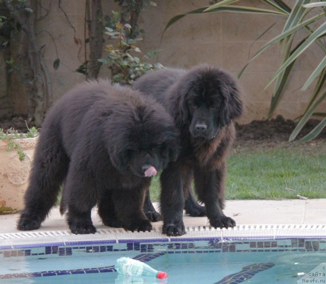 Фото: ньюфаундленд Dar Svezy Bona Fides (Дар Свезы Бона Фидес), ньюфаундленд Aquatoria Kelvin Ultramodern (Акватория Келвин Ультрамодерн)