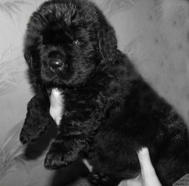 Фото: ньюфаундленд Tujur Bel' (Тужур Бель)