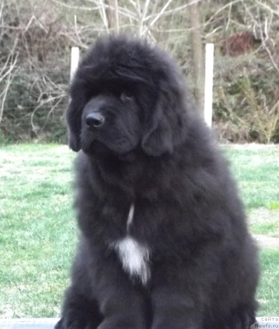 Фото: ньюфаундленд Cristalmar Cadeaux de Noel