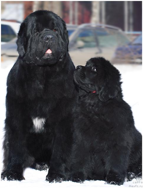 Фото: ньюфаундленд Fiamettahauz Galahat Rytsar' Graalia (Фиаметтахауз Галахад Рыцарь Грааля), ньюфаундленд Zholli Wonderfull iz Medvejyego Yara (Жолли Вандерфулл из Медвежьего Яра)
