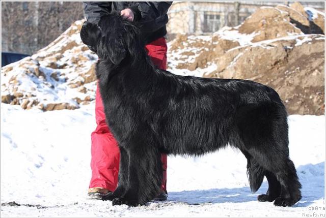 Фото: ньюфаундленд Ocharovatelnaya Lady ot Sibirskogo Medvedja (Очаровательна Леди от Сибирского Медведя)