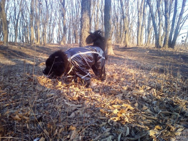 Фото: ньюфаундленд Nessi Blyek s  Lesnoy Zaimki (Несси Блэк с  Лесной Заимки)