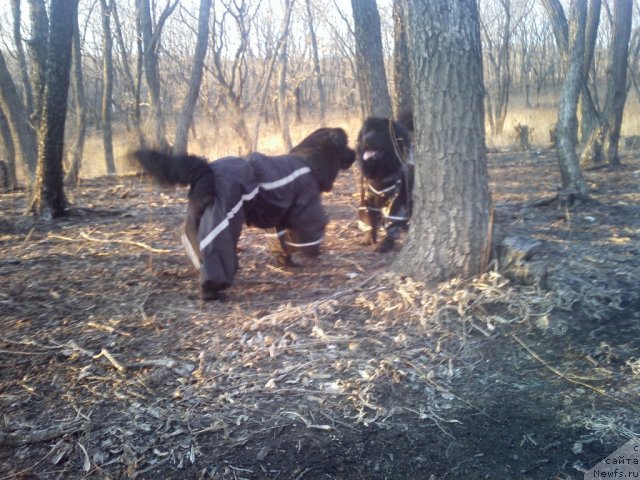 Фото: ньюфаундленд Sent Djons SHarlotta (Сент Джонс Шарлотта)