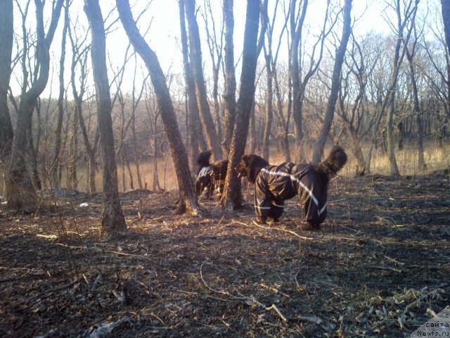 Фото: ньюфаундленд Sent Djons SHarlotta (Сент Джонс Шарлотта)