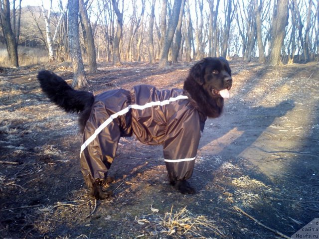 Фотография № 92107