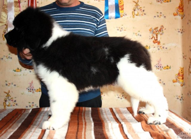 Фото: ньюфаундленд CHernyiy SHarm Virtuoz (Черный Шарм Виртуоз)