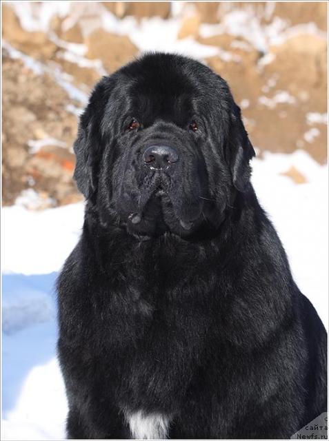 Фото: ньюфаундленд Fiamettahauz Galahat Rytsar' Graalia (Фиаметтахауз Галахад Рыцарь Грааля)