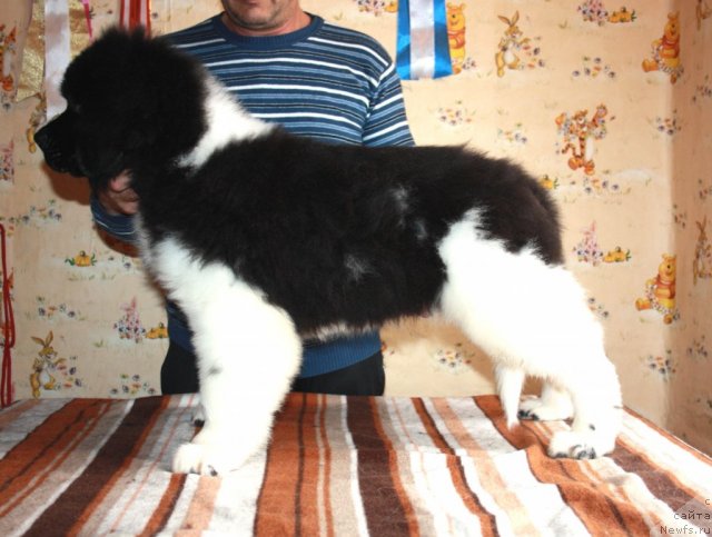 Фото: ньюфаундленд CHernyiy SHarm Virtuoz (Черный Шарм Виртуоз)