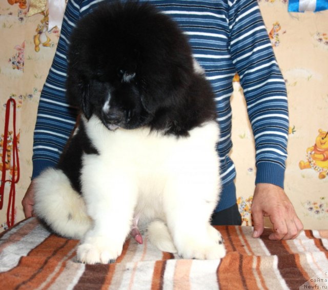 Фото: ньюфаундленд CHernyiy SHarm Virtuoz (Черный Шарм Виртуоз)