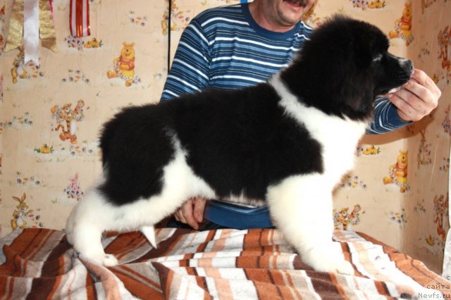 Фото: ньюфаундленд CHernyiy SHarm Virtuoz (Черный Шарм Виртуоз)