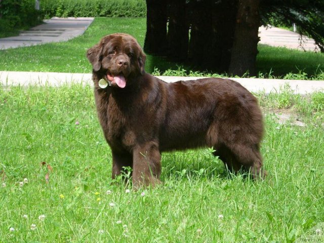 Фото: ньюфаундленд Angel Moey Duchi Sladkaya Shokoladka (Ангел Моей Души Сладкая Шоколадка)