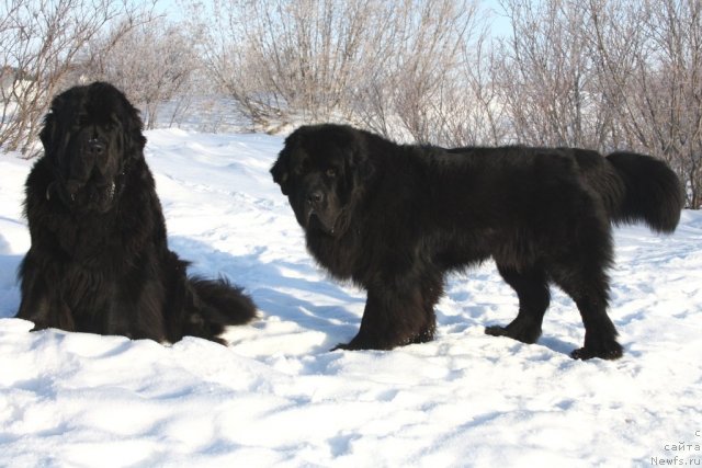 Фото: ньюфаундленд Fortuna of Giant's Island, ньюфаундленд Beguschaya po Volnam Zero Kool (Бегущая по Волнам Зеро Коол)