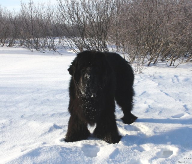 Фото: ньюфаундленд Beguschaya po Volnam Zero Kool (Бегущая по Волнам Зеро Коол)