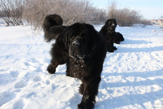 Фото: ньюфаундленд Beguschaya po Volnam Zero Kool (Бегущая по Волнам Зеро Коол)