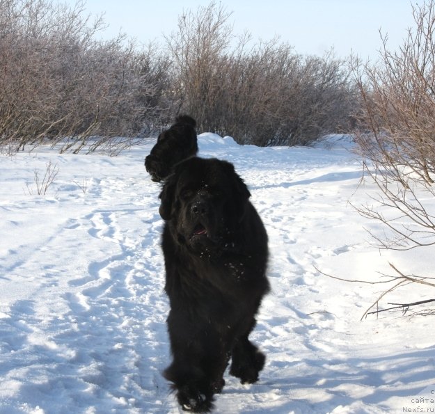 Фото: ньюфаундленд Beguschaya po Volnam Zero Kool (Бегущая по Волнам Зеро Коол)