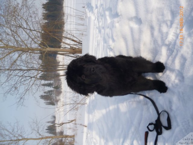 Фото: ньюфаундленд Avgustin Permskiy Medved' (Августин Пермский Медведь)