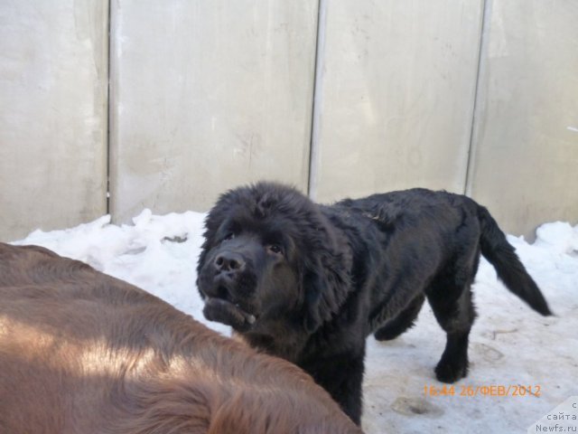 Фото: ньюфаундленд Avgustin Permskiy Medved' (Августин Пермский Медведь)