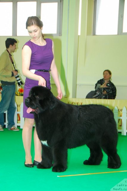 Фото: ньюфаундленд Skazochnaya Kroha Medison (Сказочная Кроха Медисон)