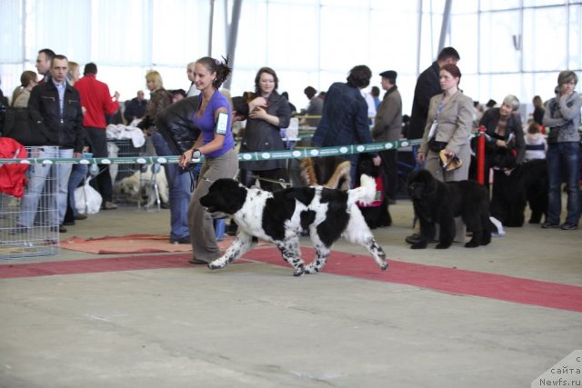 Фото: ньюфаундленд Skazochnaya Kroha Primadonna Byel' (Сказочная Кроха Примадонна Бэль)