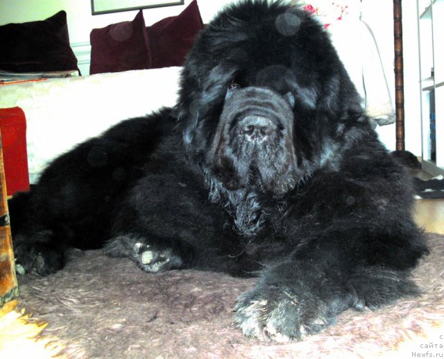 Фото: ньюфаундленд Pomm Teddys Abrax Parming