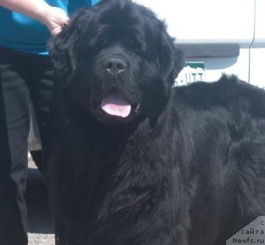 Фото: ньюфаундленд Topmast's Mary Anne II