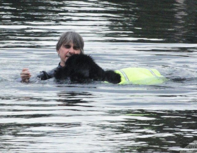 Фото: ньюфаундленд Beguschaya po Volnam Harizma (Бегущая по Волнам Харизма)
