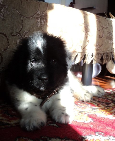 Фото: ньюфаундленд Plushevaya Panda Ferrero Rond Noir (Плюшевая Панда Ферреро Ронд Нуар)