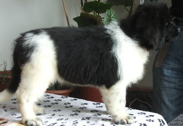 Фото: ньюфаундленд Plushevaya Panda Felicita (Плюшевая Панда Феличита)