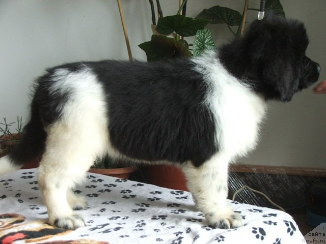 Фото: ньюфаундленд Plushevaya Panda Felicita (Плюшевая Панда Феличита)